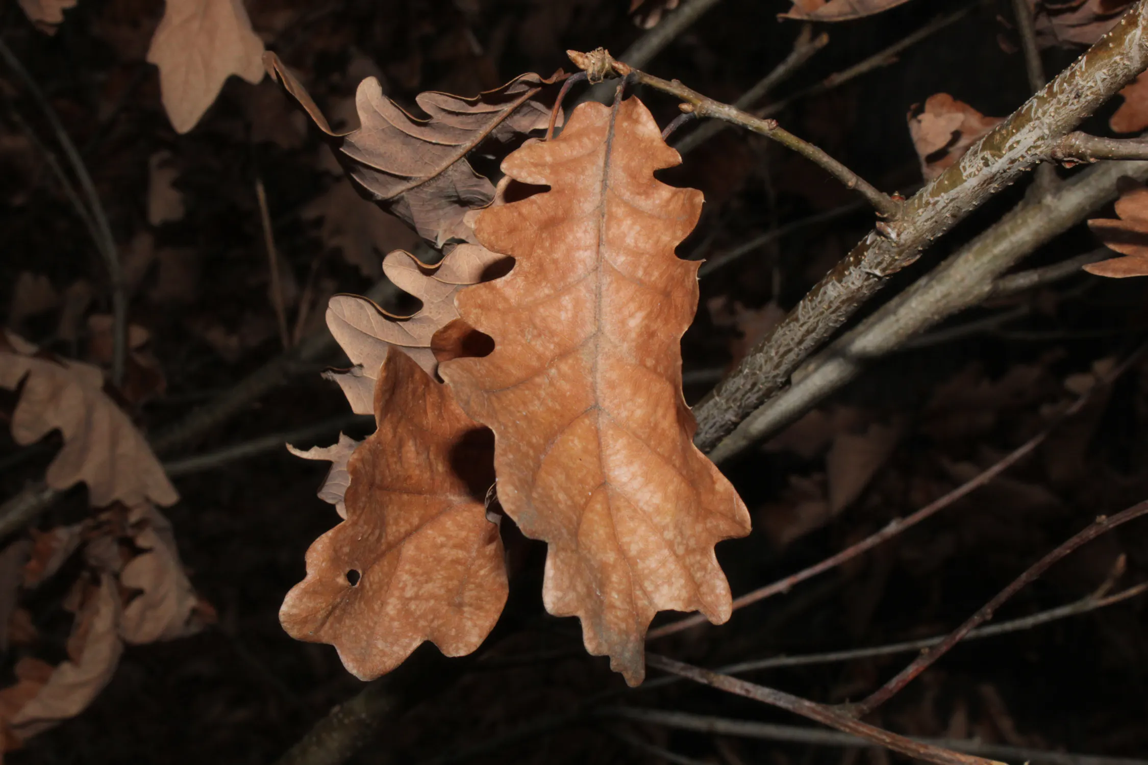 Multiple gaming monitors showing esports action
